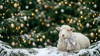 Cute white lamb lying in snow with silver bow, festive evergreen garland and golden lights in background for holiday greeting cards and seasonal marketing.