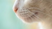 Close-up of a white cat muzzle with delicate whiskers on a soft blurred pastel background, showcasing feline details.