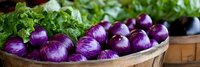 Fresh purple onions and green lettuce in rustic wooden basket, panoramic food composition for farmers market, cooking, and healthy eating.