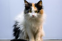 Majestic calico cat with long fluffy fur in white, black and orange colors sitting gracefully against light background, looking directly at camera with bright eyes.