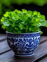 Fresh parsley leaves growing in decorative blue and white ceramic pot with traditional floral pattern, close-up view on wooden surface against dark background.