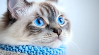 Close-up portrait of ragdoll cat with striking blue eyes and cream colored fur wearing blue knitted scarf, looking away against light background. Pet photography.