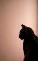 Black cat silhouette profile against soft pink gradient background creating minimalist pet portrait with warm lighting and peaceful mood.