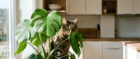 Tabby cat sitting among large green monstera plant leaves in modern kitchen interior with natural light from window creating cozy domestic atmosphere.
