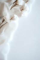 Delicate white cotton flowers on thin brown stems against soft flowing fabric create ethereal minimalist composition with copy space for wedding and lifestyle designs.