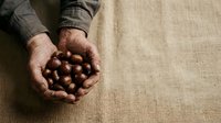 Hands holding roasted chestnuts on neutral fabric background. Seasonal autumn harvest and food preparation concept for culinary and lifestyle projects.
