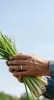Farmer holding fresh green onion shoots in weathered hands against clear sky, representing agriculture, harvest, and sustainable farming practices.