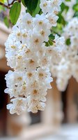 White flowering shrub with cascading clusters of delicate blooms and golden stamens, featuring green foliage. Suitable for garden, botanical, and nature design projects.