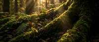 Sunlight filtering through forest illuminating vibrant green moss covering fallen log creating magical woodland atmosphere for nature photography projects.