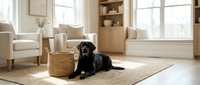 Black Labrador retriever dog lying on woven rug in bright modern living room with natural light streaming through windows and neutral furniture.