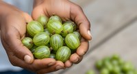 Handful of fresh green gooseberries held in open palm, ripe berries ready for harvest or cooking, organic fruit produce.