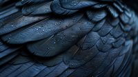 Dark blue-black feathers with water droplets creating natural pattern and texture, macro photography shows intricate details of bird plumage in moody lighting.