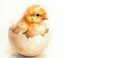 Adorable fluffy yellow chick hatching from cracked eggshell on white background, perfect for Easter greeting cards and spring marketing materials.