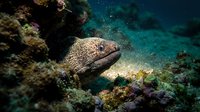 Spotted moray eel hiding among colorful coral reef in crystal clear tropical waters. Marine life underwater photography for diving and ocean conservation.