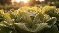 Fresh organic lettuce leaves growing in garden with warm golden sunlight creating natural bokeh background for healthy eating and agriculture concepts.
