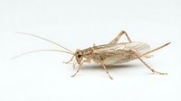 Isolated cricket insect on white background, suitable for educational materials, clipart design, and scientific illustrations.