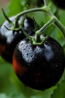 Fresh black tomato with water droplets on dark glossy skin growing on vine, macro photography showing detailed texture and natural moisture in garden setting.