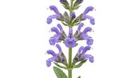 Isolated purple flower spike with tubular blooms and green stem on white background, ready for botanical design, print, and web use.