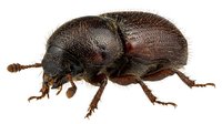 Bark beetle isolated on white background, macro view of small brown insect with textured exoskeleton, suitable for educational materials and nature design projects.