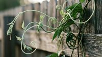 Green vine with curling tendrils growing on wooden fence post in garden setting, natural climbing plant with fresh leaves for organic gardening concepts.