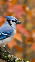 Blue jay perched on mossy branch with vibrant autumn foliage background in fall season wildlife photography.