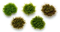 Five varieties of green moss clumps isolated on white background, showcasing different textures and shades for nature, botany, and garden design use.