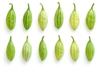 Fresh green pointed gourds arranged in neat rows on white background, isolated organic vegetables for culinary and food design projects.