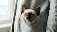 Siamese kitten with dark points nestled in pocket of gray knit sweater, cozy pet companionship and comfort.