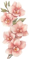 Delicate pink orchids with sage green leaves in watercolor style on white background, isolated botanical illustration for wedding stationery and home decor.