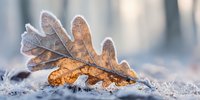 Frost-covered oak leaf on frozen ground in winter forest, golden brown contrasting with icy crystals in soft morning light.