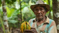 Senior Hispanic farmer holding fresh yellow striped cocoa fruit pod in tropical plantation. Agricultural worker harvesting organic cacao beans in natural setting.