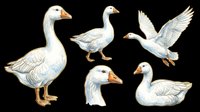 Domestic geese collection isolated on transparent background, ready for clipart, t-shirt design, stickers, print-on-demand products, and sublimation projects.