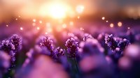 Purple lavender flowers blooming in golden sunset light with warm bokeh background creating dreamy romantic atmosphere for wellness and relaxation themes.