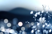 Dreamy white wildflowers silhouetted against dark blue twilight background with soft bokeh lights creating magical nature atmosphere for romantic designs.
