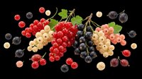 Fresh mixed berries including red currants, black currants, and white currants isolated on transparent background. Ready for clipart, t-shirt design, print-on-demand products, stickers, and sublimation projects.