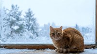 Ginger cat sitting on windowsill gazing outdoors at snowy winter landscape with frost-covered trees and frozen scenery beyond glass pane.
