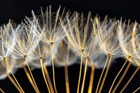 Delicate dandelion seeds glowing with golden light against dark background, macro photography capturing ethereal nature details and fragile plant structure.