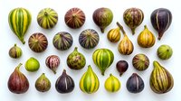 Assorted striped and solid gourd varieties in green, yellow, burgundy and gold tones arranged on white background, isolated for design projects, packaging, culinary illustrations and seasonal decorations.