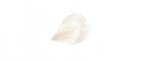 Delicate pink rose petal with soft veins, isolated on white background, watercolor style, ready for design use.