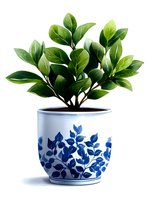 Green plant with glossy leaves in white ceramic pot decorated with blue floral pattern, isolated on white background for home decor and interior design.
