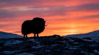 Yak silhouette standing on rocky terrain against dramatic sunset sky with pink and orange clouds in mountain landscape for nature photography.