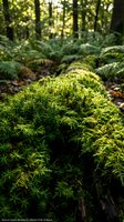 Lush green moss covering forest floor with sunlight filtering through trees creating natural woodland atmosphere for environmental and nature concepts.