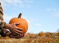 Farmer holding fresh orange pumpkin in field during autumn harvest season for fall produce marketing and agricultural promotion.
