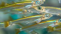 Macro shot of translucent tropical fish with bright yellow stripes and large eyes swimming in formation, showing detailed scales and fins in turquoise water.