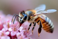 Honey bee collecting pollen from pink flower blossoms, macro closeup of insect pollinating during spring or summer for nature and agriculture themes.