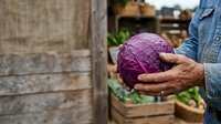 Farmer holding fresh purple cabbage in hands at garden harvest time, organic produce farming.