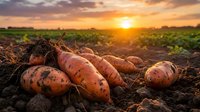Fresh organic carrots harvested from fertile farmland during golden hour sunset, showcasing sustainable agriculture and farm-to-table produce ready for market.
