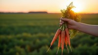 Fresh organic carrots held in hand against sunset field background showcasing natural farming and healthy harvest lifestyle.