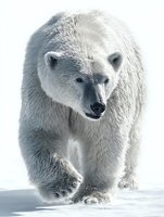 Majestic polar bear walking on snow against white background, showcasing its powerful stance and thick white fur coat for wildlife conservation awareness.
