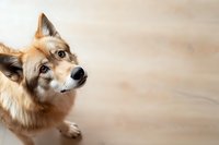 Curious mixed breed dog with ginger fur looking up with attentive expression against blurred wooden floor background, copy space for pet care messaging.
